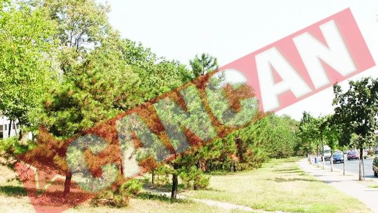 Vor sa faca blocuri turn pe 8.000 de mp de spatiu verde