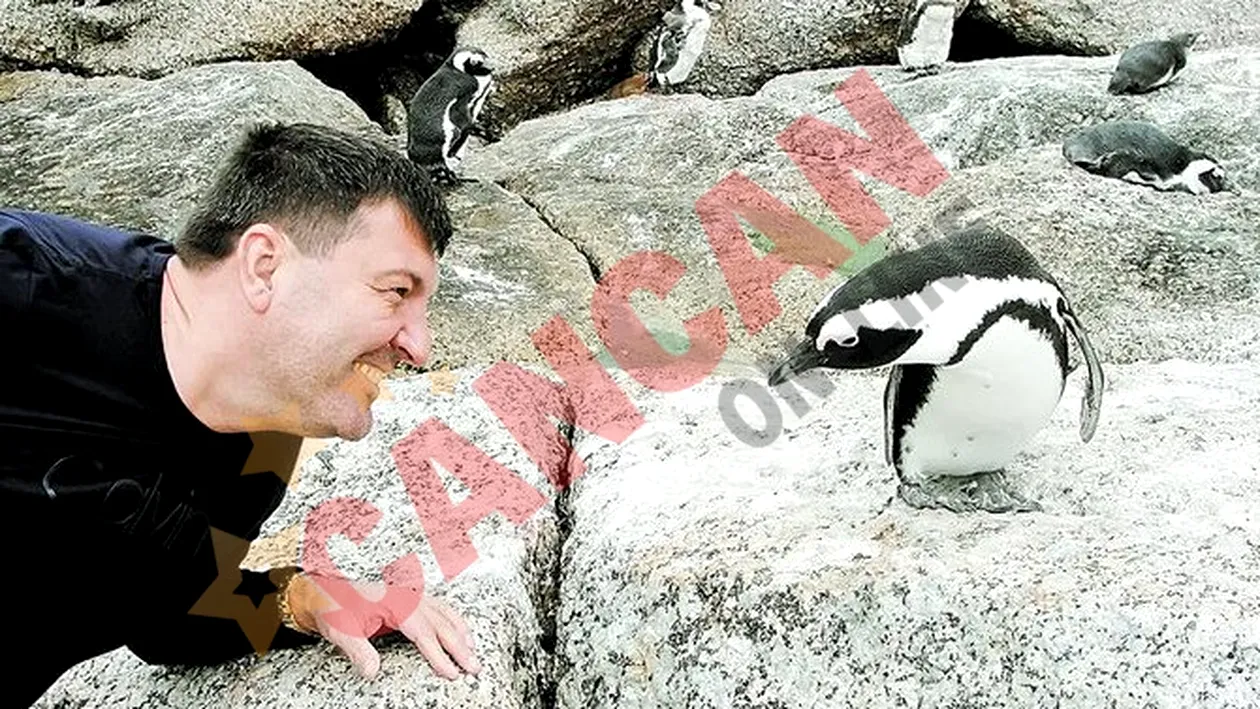 Dan Nicorescu s-a imprietenit cu pinguinii salbatici