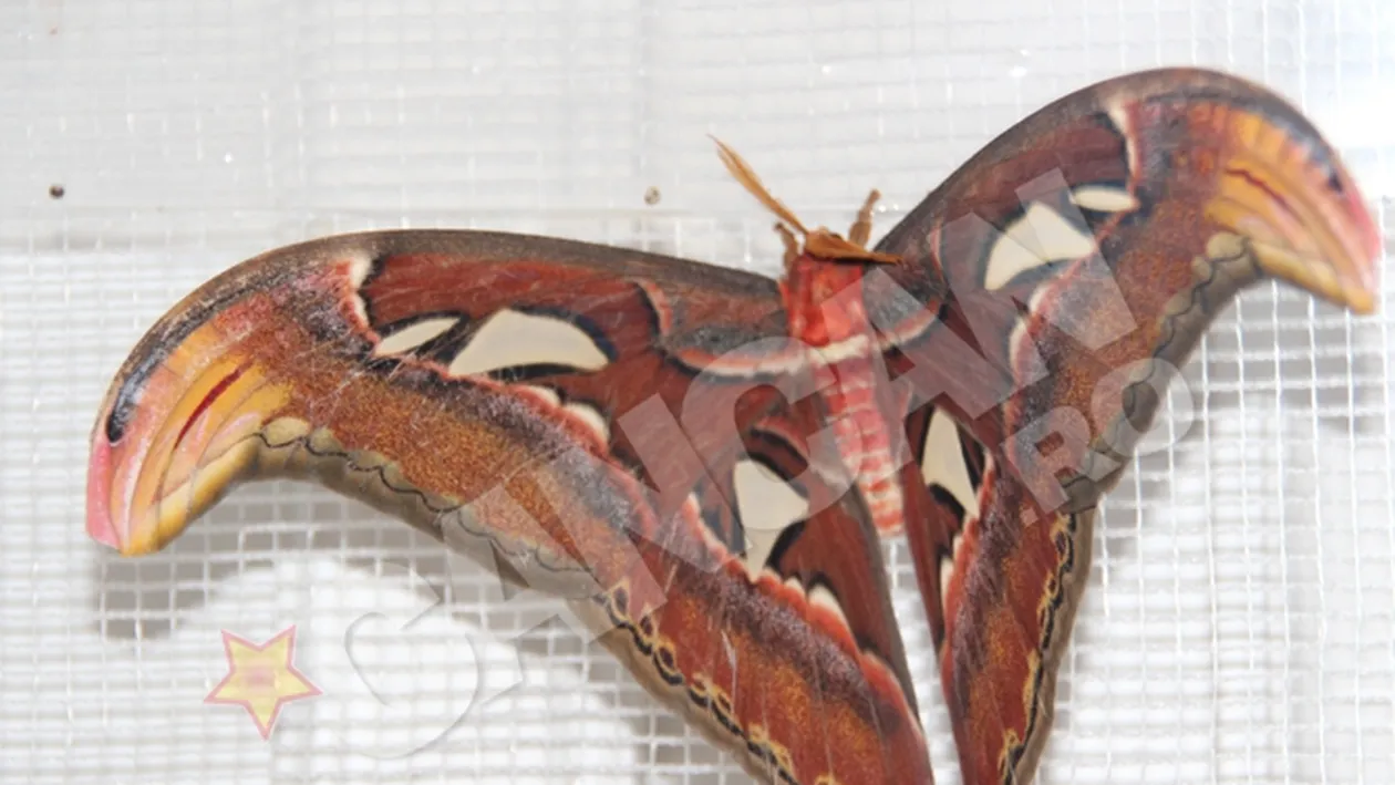 Fluturi vii uriasi la Odorheiu Secuiesc