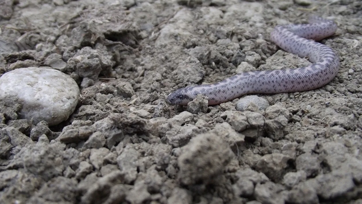 Nu a mai fost vazut de 77 de ani! O specie extrem de rara de sarpe boa a fost surprinsa in Lunca Dunarii!