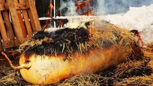 Este Ignatul la Ipoteşti-Olt! Localnicii taie porcii de teama pestei porcine