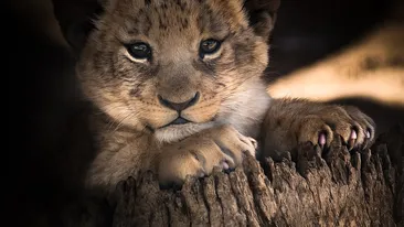 Cadou inedit pentru un moldovean! A primit un pui de leu pentru că a ajutat refugiații din Ucraina