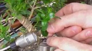 VIDEO Un italian face muzica din arbori bonsai