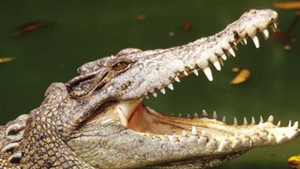 VIDEO O femeie s-a trezit cu picioarele legate intr-un rau plin de crocodili! Vezi cum a fost posibil asa ceva!