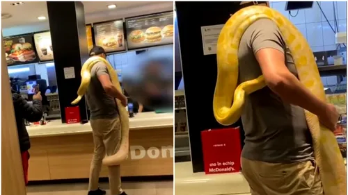 VIDEO FABULOS | Apariție de infarct la McDonald’s! Un român a venit cu un piton uriaș pe umăr, ca să își cumpere McPuișor: „Nici soacrele nu mai sunt ce au fost”