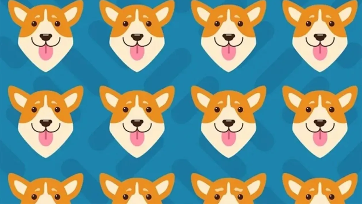 Test de perspicacitate | Care dintre acești 16 căini este diferit de toți ceilalți? Detaliul pe care puțini îl observă