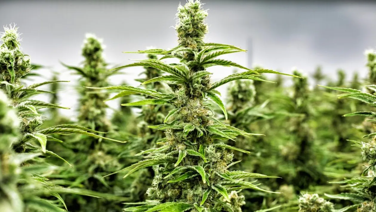 În județul Timiș se droghează până și copiii de 11 ani. Iată care este drogul preferat