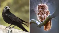 Zodiacul păsărilor sacre. Eşti Corb sau Bufniţă? Calculează-ţi semnul din acest horoscop inedit şi află ce spune despre tine