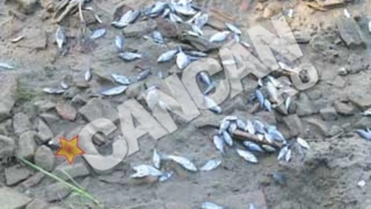 Mii de pesti morti pe Dunare in Mehedinti