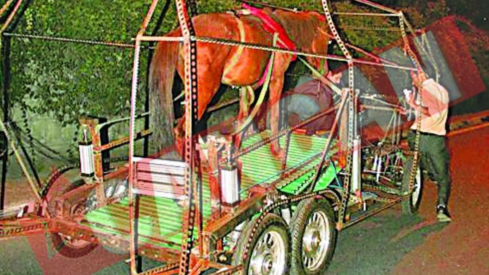 Circula cu cal-mobilul