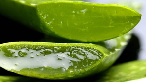 Te-a ars soarele? Aloe Vera, cel mai bun remediu împotriva arsurilor de la plajă. Iată cum se foloseşte