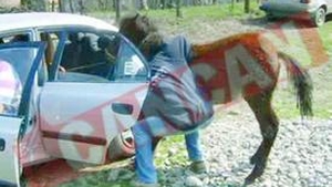 Au indesat un cal pe bancheta din spate