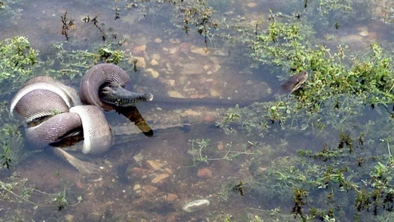 Moment INCREDIBIL! Un piton urias a INGHITIT un crocodil dupa ce s-a chinuit 5 ore sa-l omoare!