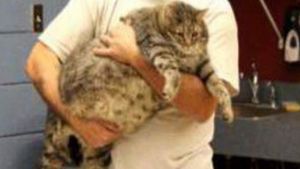 O cheama "Chifteluta" si nu o sa iti vina sa crezi cate kilograme poate sa aiba!