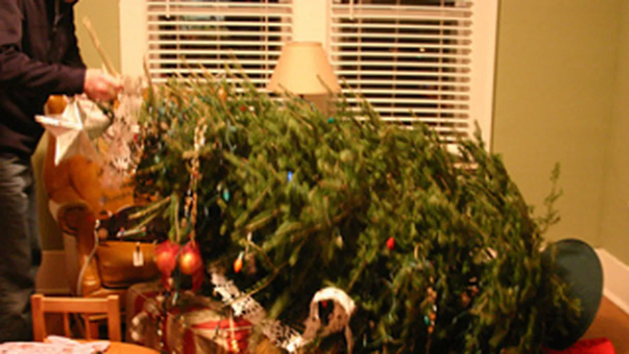 O femeie si-a batut parintii cu bradul de Craciun!