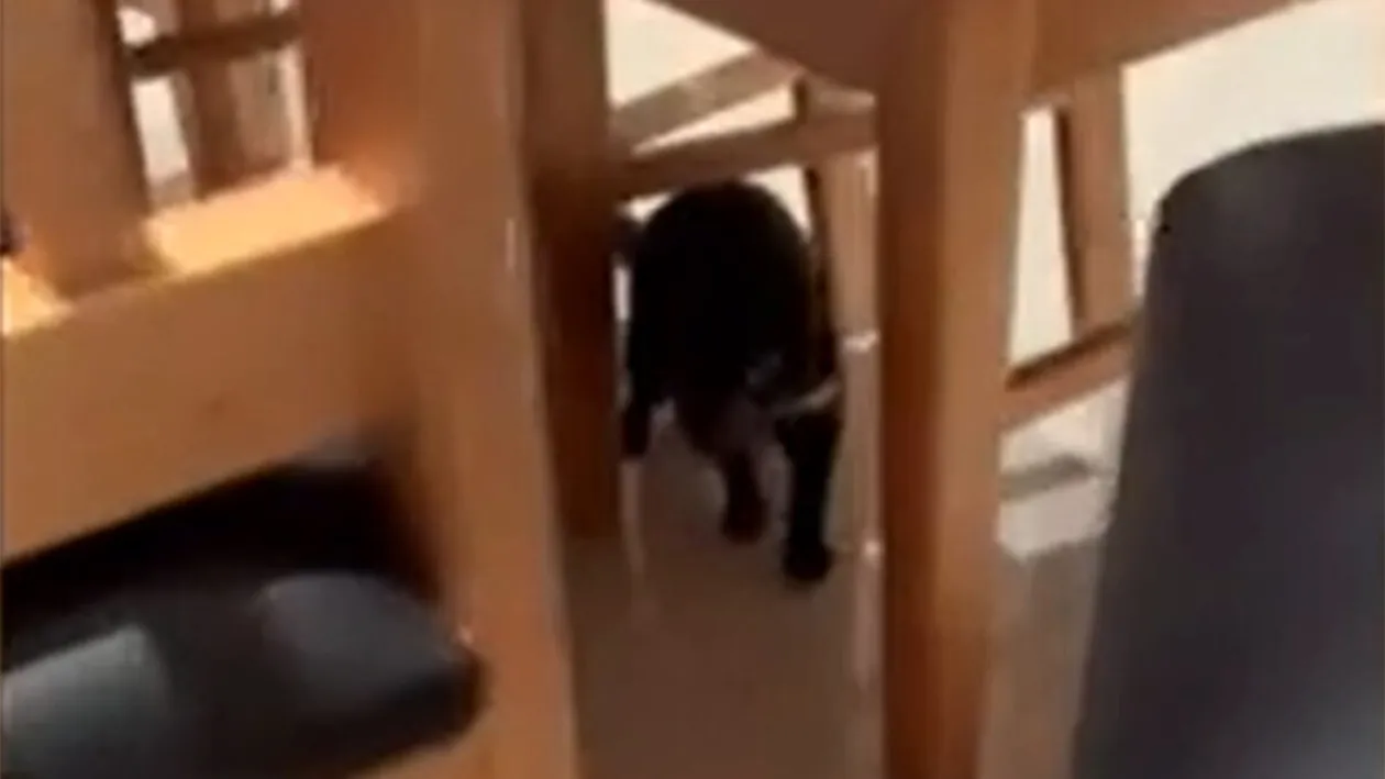 Cum arată un diavol tasmanian, de fapt. O gospodină a găsit unul sub pat. Inițial, crezuse că este un cățel de jucărie