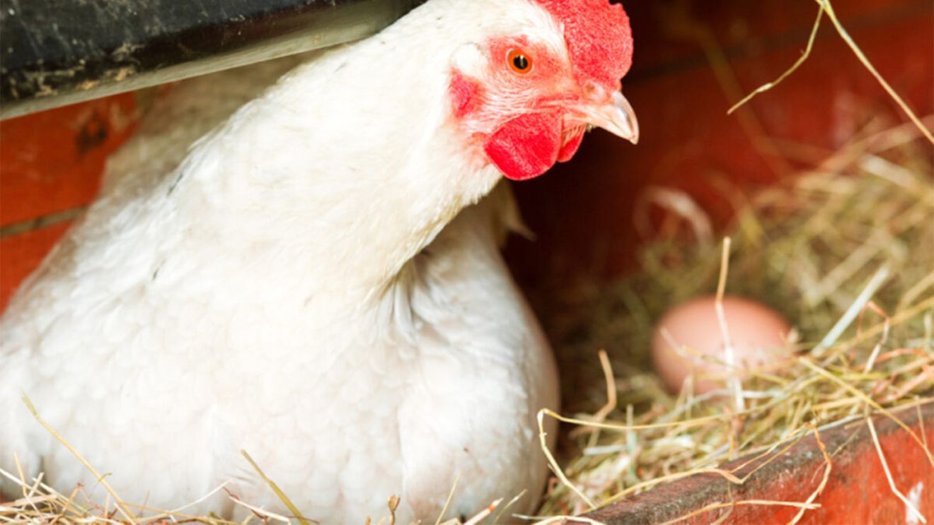 Ce a fost mai întâi: oul sau găina? Oamenii de știință au găsit răspunsul, în sfârșit