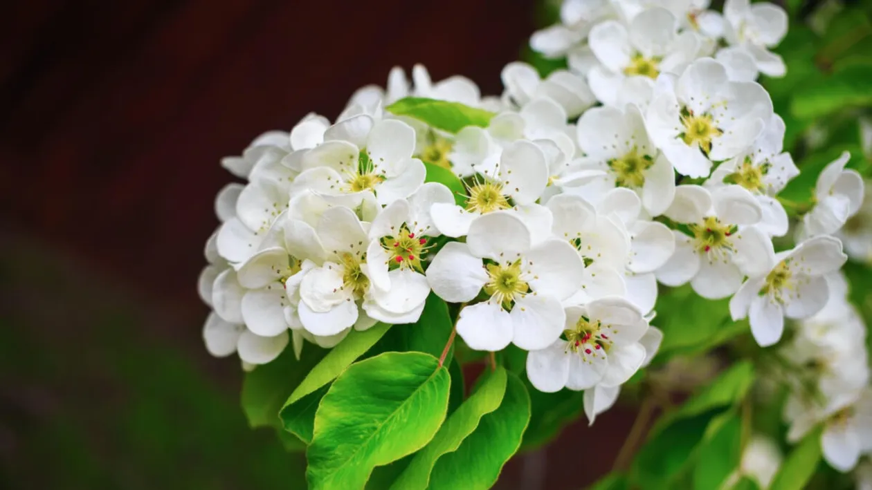 Ce trebuie să faci înainte de Florii. Așa atragi norocul și prosperitatea