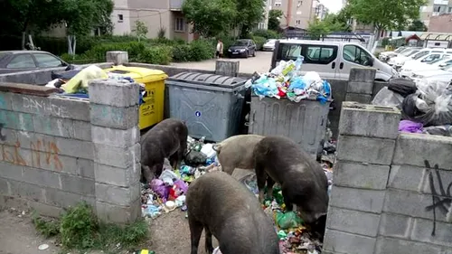 VIDEO. Aradul, invadat de porci care se hrănesc cu gunoiul neridicat de pe străzi