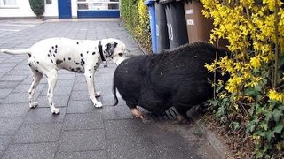 A gasit un porc pe strada