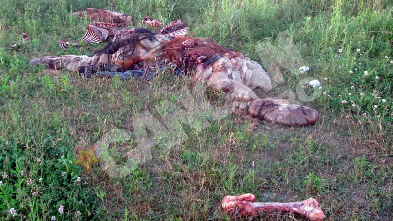 Macel la marginea orasului Oradea! Doi cai decapitati si jupuiti, aruncati in camp la marginea orasului