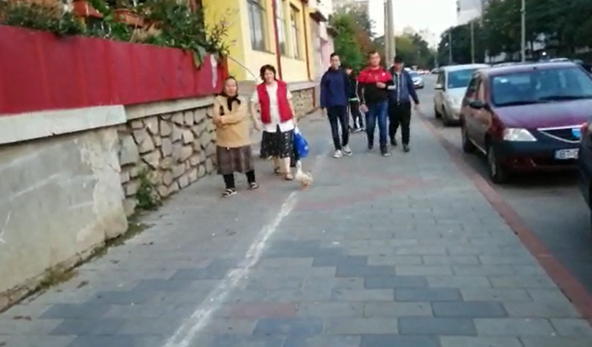 Fabulos! O bătrână din Botoșani a ieșit cu o rață la plimbare prin oraș. Cum a reușit să scape fără să fie amendată de polițiștii care au verificat-o
