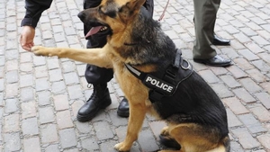Incredibil! Suspectul a muşcat...câinele poliţist! Cum s-a petrecut grozăvia!