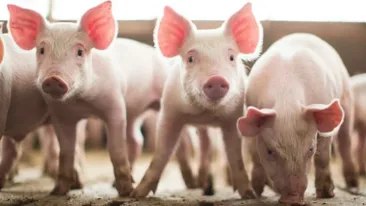 Un bărbat din Brașov și-a tăiat porcul în casă. Vecinii au crezut că a avut loc o crimă și au sunat la 112