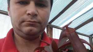 Le-a închis într-o seră şi le hrăneşte cu... Am pătruns în ”maternitatea” de plante carnivore!