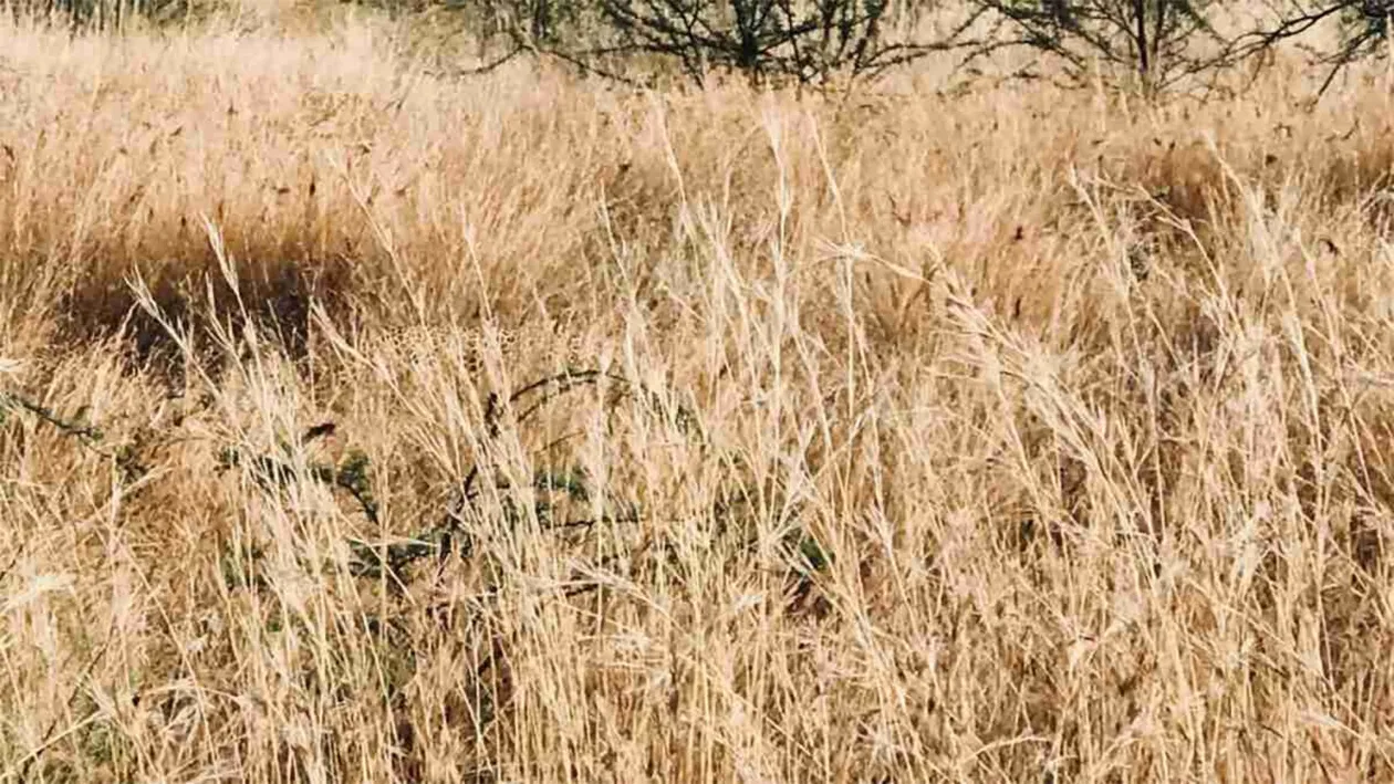 Iluzie optică virală | Ce animal se ascunde în această imagine?