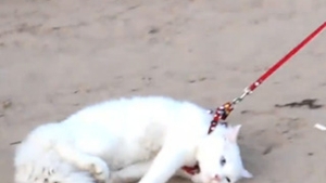 VIDEO Ai zice ca e cea mai chinuita pisica din lume! Mareste poza si vezi video ca sa iti dai seama ca mata nu e mata degeaba si blonda face lucruri pe care nu le-ai astepta!