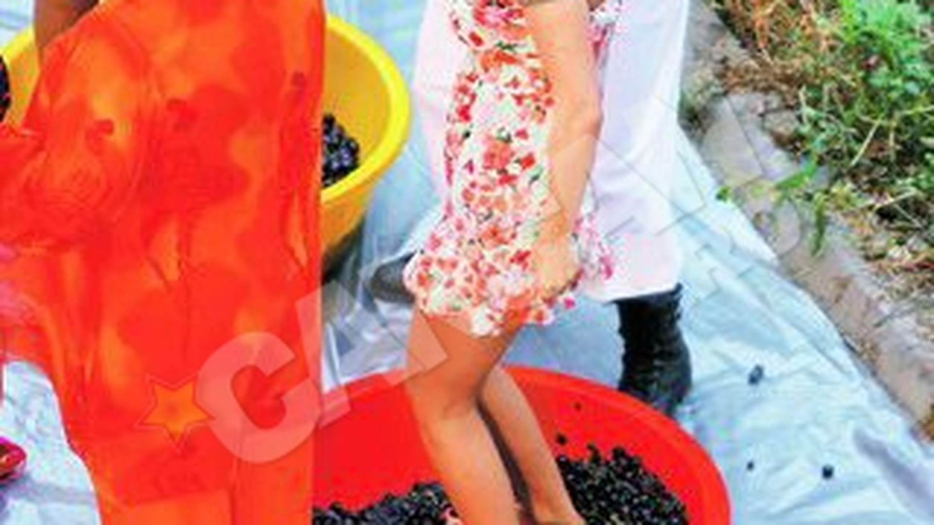 "Pamela de Romania", luata pe sus de Moldoveanu la culesul strugurilor! A incercat sa o dezbrace in camp