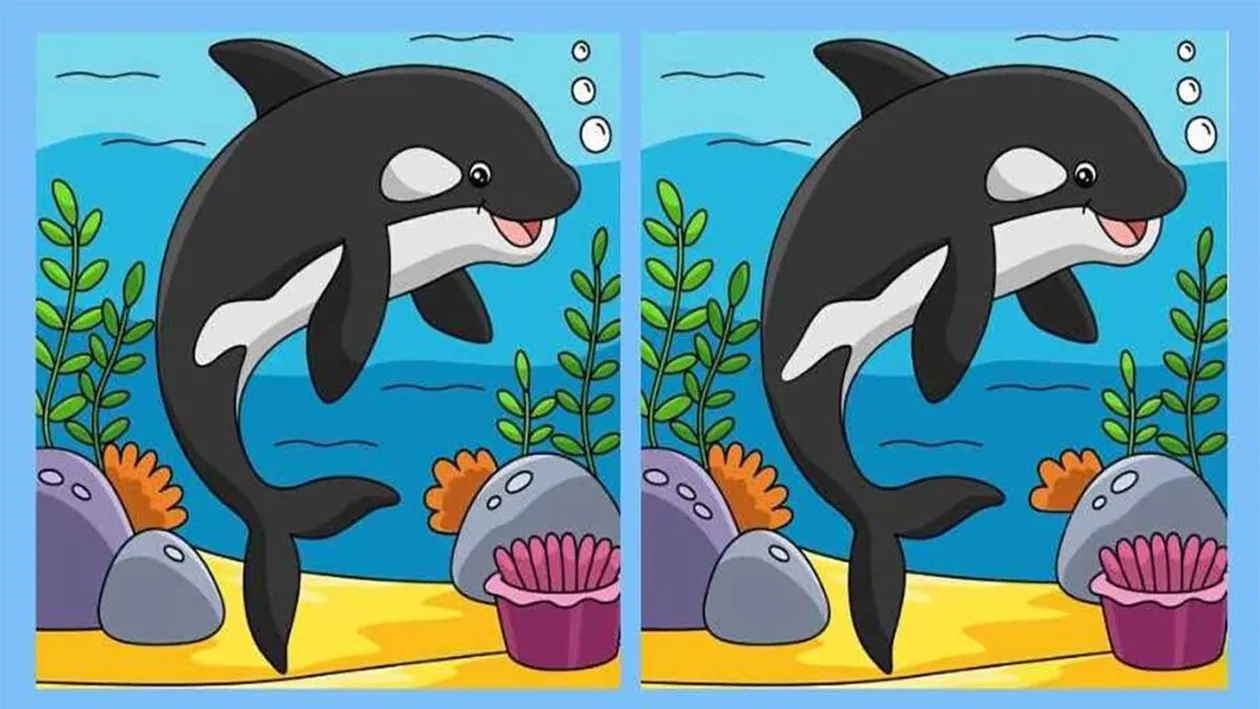 Test de perspicacitate | Găsiți toate cele 3 diferențe dintre acești doi delfini! Geniile reușesc în 11 secunde