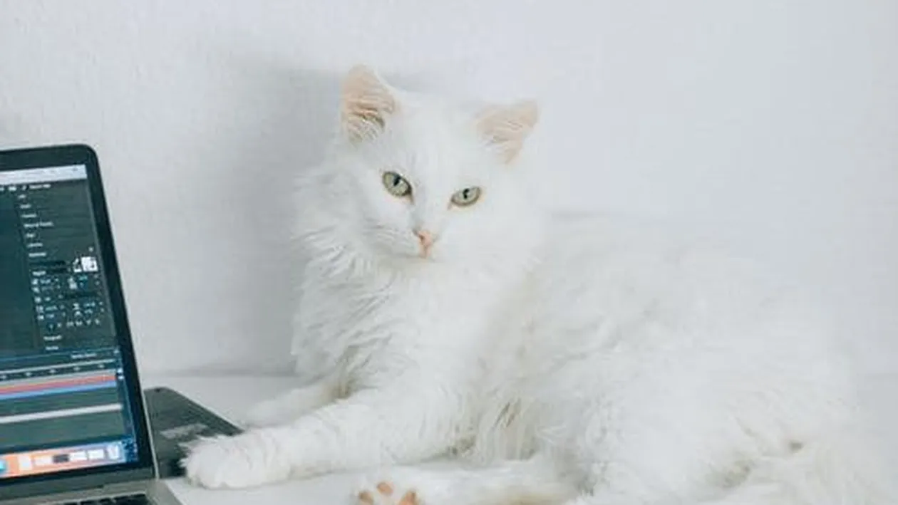 BANC | O pisică intră într-o cafenea și comandă