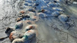 Incident tragic! Peste 100 de oi au fost găsite înghețate pe cursul unei ape! Ciobanul este dat dispărut