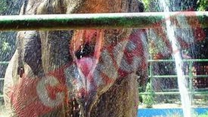 P.E. a pus gand rau gradinilor Zoo romanesti