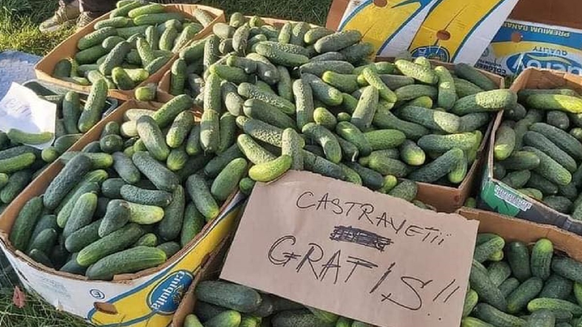 Săraca țară bogată. Cum a ajuns un bărbat din Osica să dea castraveții cu 10 lei sacul și restul...gratis. Imaginea care îți rupe sufletul: „Recoltă fără niciun preț”