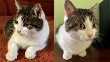 Ea este ”Pisica lecuitoare” care costă 320.000 de dolari! A fost găsită la mormântul unui…