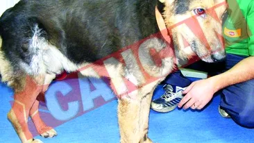 Vor sa-l adopte pe cel mai torturat caine din Romania