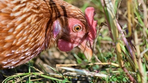 Alertă alimentară în Constanța! Mii de pui contaminați cu Salmonella au fost vânduți