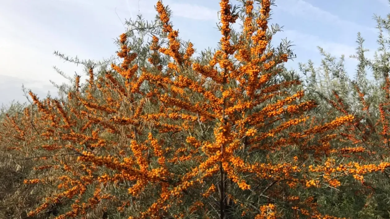 Fructul care se vinde cu 35 lei/kg în vara lui 2025. Este poreclit „ginsengul românesc”