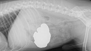 Radiografie de cosmar. Ce au gasit in stomacul unui caine. Veterinari: "E un miracol ca e inca in viata"