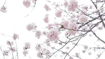 Vremea, joi, 28 martie 2019. Temperaturi mai mici decât cele normale pentru această perioadă