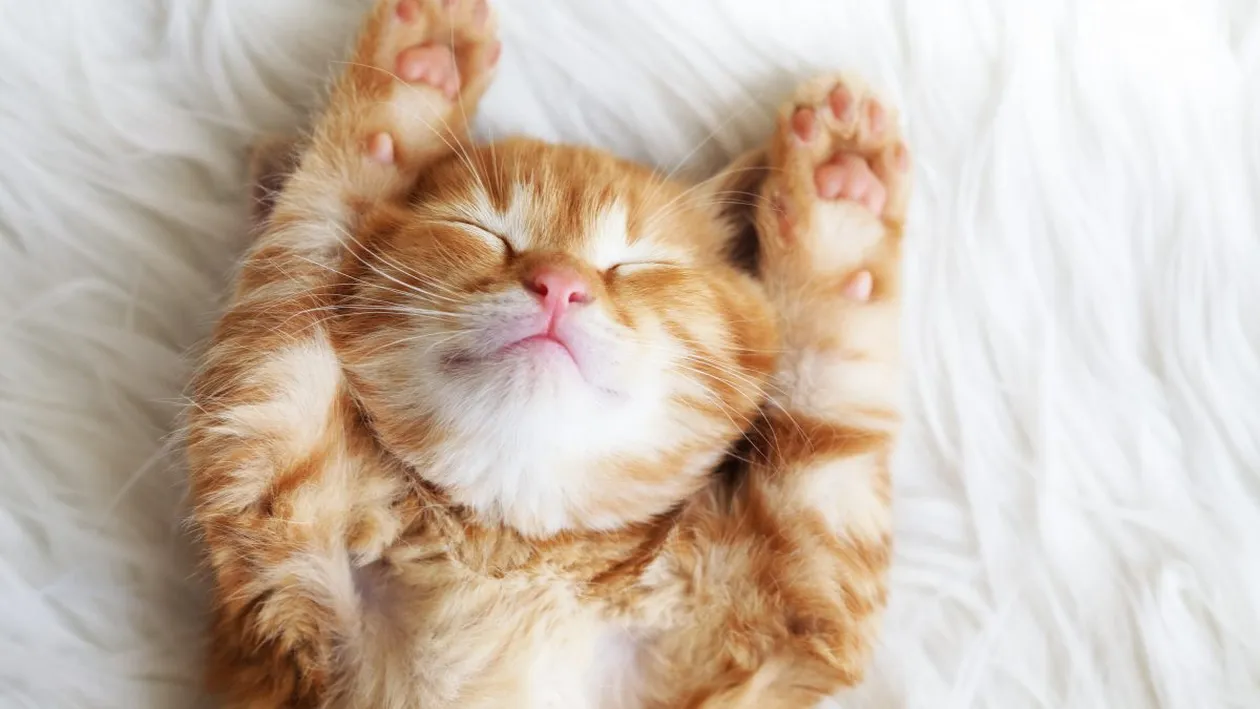 Atenție! Oamenii infectați cu SARS-CoV-2 le pot transmite virusul animalelor de companie. Pisicile sunt cele mai expuse