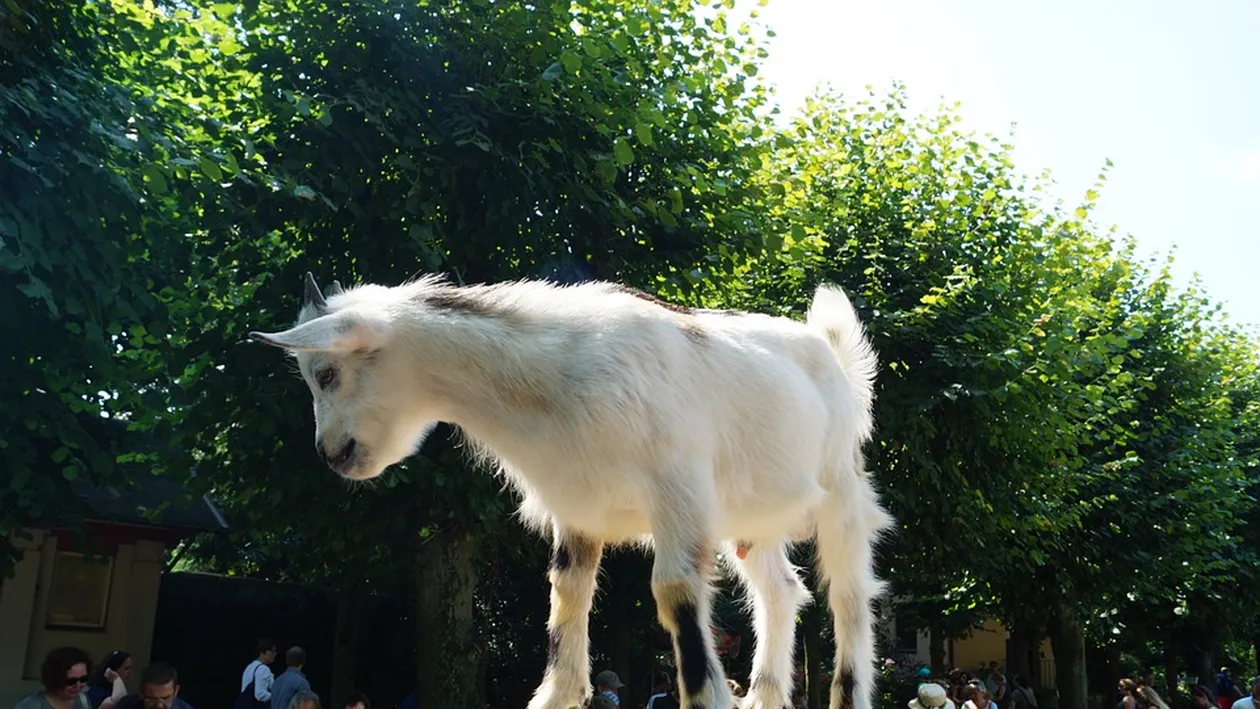 Doi români au tăiat o capră de Angora, care era gestantă! S-a întâmplat chiar în grădina zoologică din Berlin! În urmă cu trei săptămâni omorâseră o oaie!