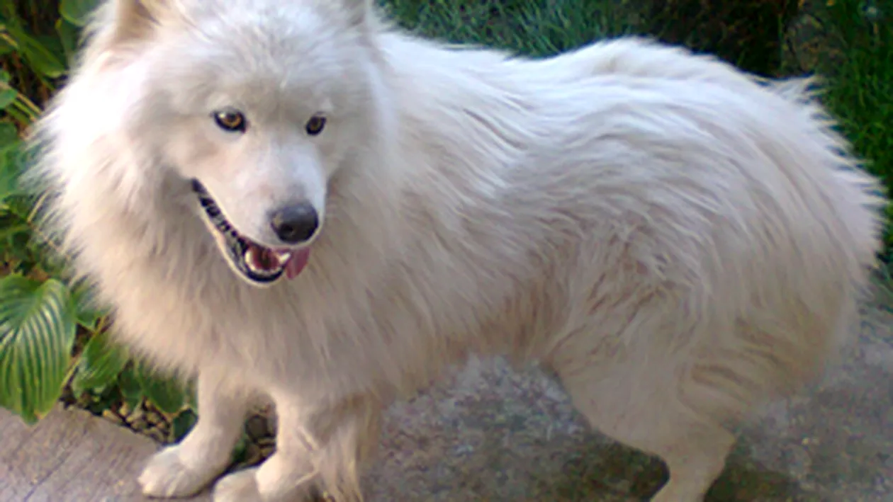 Sanziana, Cristina Pana si Oana Bercaru sunt disperate! De doua zile cauta innebunite doi caini pierduti, un samoyede si un bichon! Ofera recompensa!