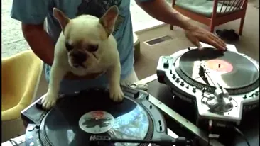 Cainele asta este un DJ la fel de bun ca stapanul - Vezi aici ce mixeaza