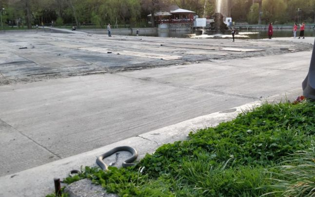 Șarpele din Parcul Cișmigiu este un exemplar de aproximativ 1 metru
Foto: Digi24