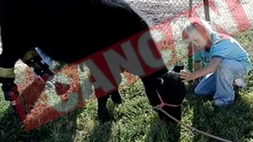 O vacuta a primit proteze pentru membrele inferioare!