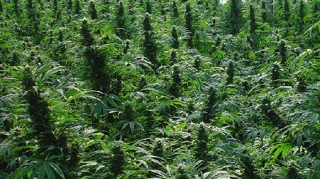 O tona de canabis a fost confiscata in Albania!